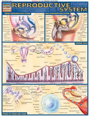REPRODUCTIVE SYSTEM